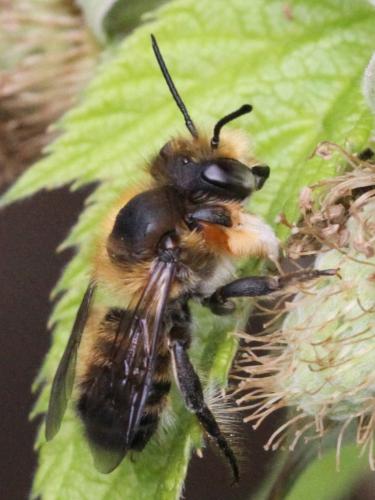 Megachile willughbiella
